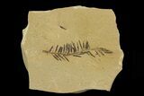 Metasequoia (Dawn Redwood) Fossil - Montana #79563-1